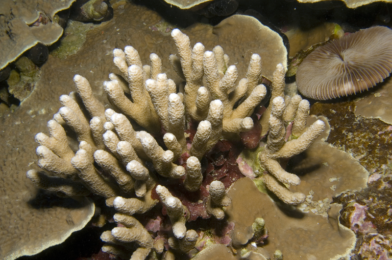 Porites irregularis